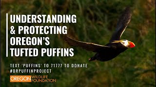 Understanding and Protecting Oregon’s Tufted Puffins