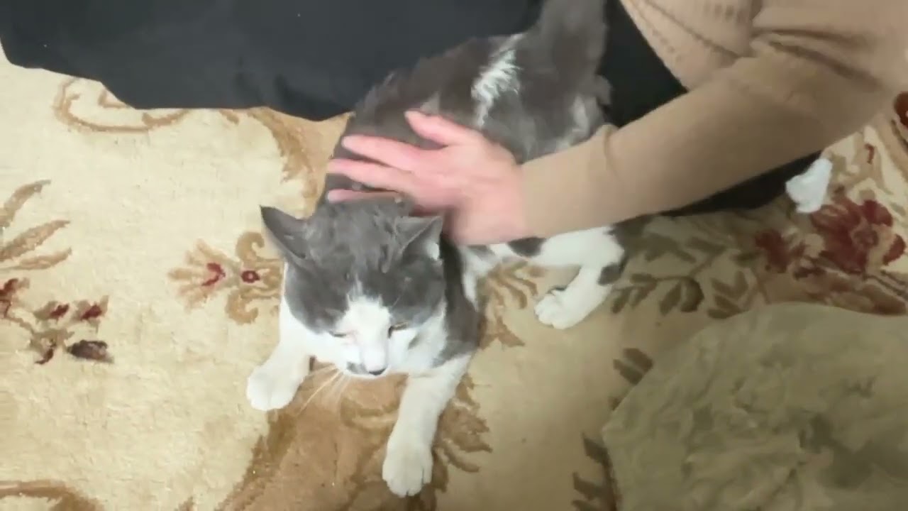 Enlarge Benny-lap cat, plays, an adopted Domestic Short Hair in Beverly, MA video 2/3
