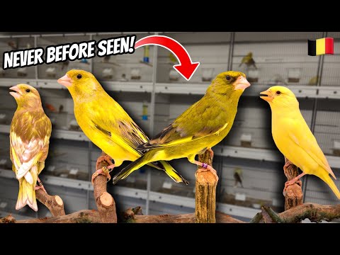 *NEW* Mutation Greenfinches of Belgium Breeder!