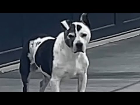 Dog's emotional response to friend who has dementia - YouTube