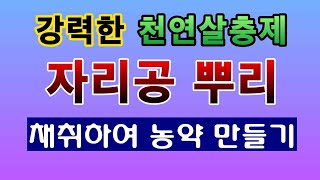 [텃밭농부. 1,300]  강력한 천연살충제 자리공 뿌리로 농약을 만드는 방법 #자리공 뿌리 담금주 #자리공