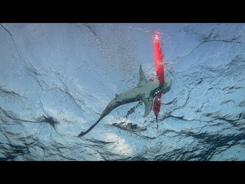 Shark attacks my SMB - Oceanic Whitetip at Elphinstone/Red Sea