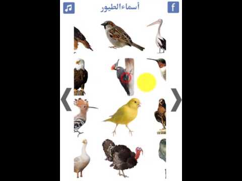 اسماء الطيور و اصوات الطيور Video