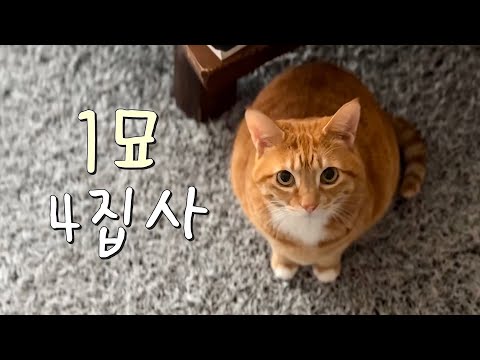 4명의 집사들 챙기느라 세상 바쁜 고양이의 아침루틴