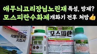 모스피란수화제 개화기 전후 처방