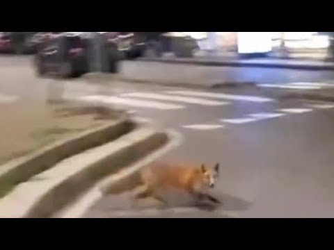 Una volpe in centro a Milano: il video ripreso all'alba