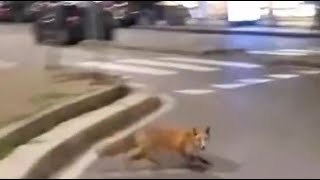 Una volpe in centro a Milano: il video ripreso all'alba