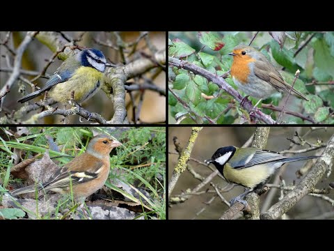 Big Garden Birdwatch 2026 | 30 Birds of UK Parks & Gardens | ID Guide
