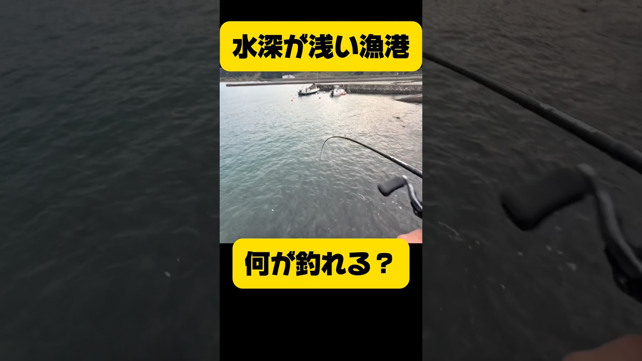 水深が浅い漁港で何が釣れる？#shorts #釣り
