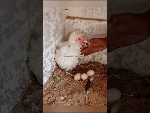 Young Chicken Hatched Eggs