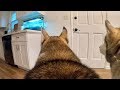 What Do My 2 Huskies Do When Home Alone GoPro Spy Footage