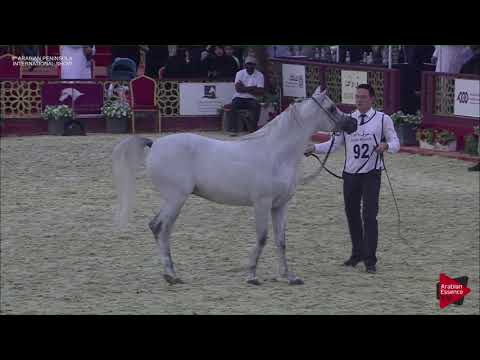 N.92 IBN EL JAZI - 2019 Qatar Int. Peninsula show - Colts 3 Years Old (Class 6)