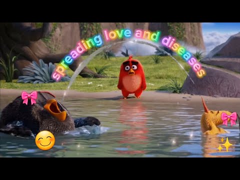 The angry birds movie being an absolute train wreck for 5 minutes straight
