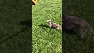 Video preview image #1 Havanese Puppy For Sale in Alexandria, KY, USA