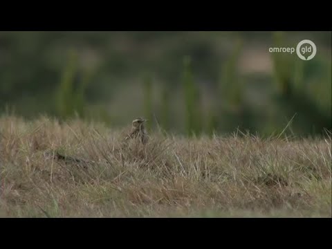 BuitenGewoon 1 november 2016