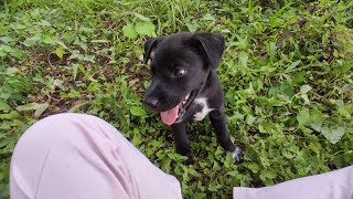 កូនខ្មៅនៅពីរតូច #animals #pets #cute #puppy