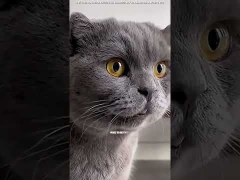 #facts #cat #risetogreatness317 #animals #pets