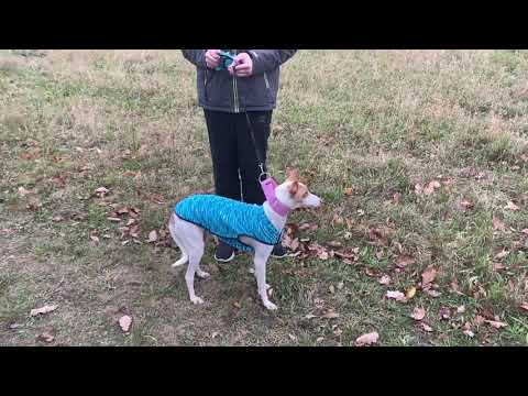 Mara Slouka - 18. video: Tátova nová fenečka