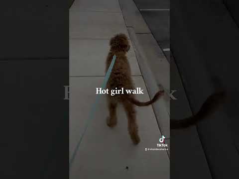 Slowly getting back after a slump. #goldendoodle #goldendoodlepuppy #puppy #mentalhealth