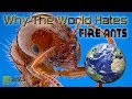 Why The World Hates Fire Ants