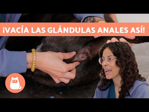 When and How to Empty Your Dog's Anal Glands?🐶😅
