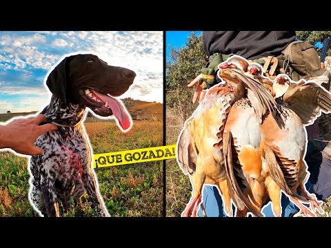 🔥¡𝗗𝗲 𝗮𝗹𝗮, 𝗱𝗲 𝗧𝗼𝗿𝗿𝗲, 𝗚𝗮𝗹𝗹𝗼𝘀 𝗕𝗮𝗻𝗱𝗮 𝘆 𝗗𝗼𝗯𝗹𝗲𝘁𝗲!🔥 El mejor día de Caza de Perdices de la temporada😲