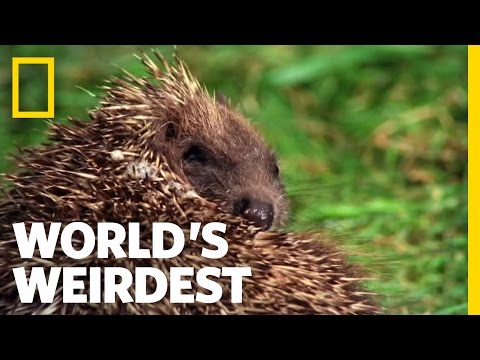 Hedgehogs Love Poisons | World's Weirdest