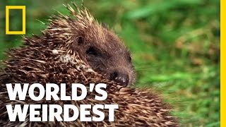 World's Weirdest - Hedgehogs Love Poisons