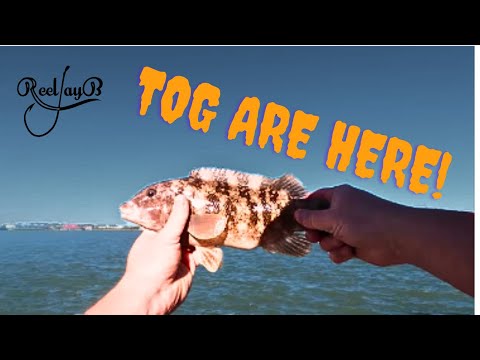 FIRST Tog Of The year!!  Tautog Fishing The Free Fishing Section On 2nd St In Ocean City MD #tautog