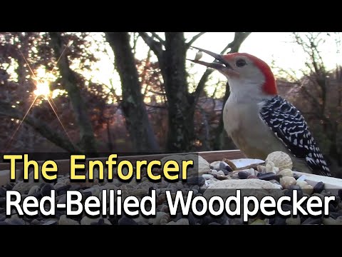 A Bird Feeder Enforcer - Red-Bellied Woodpecker
