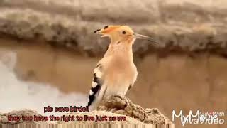 O Ri Chiraiya Song Save Birds Watch Hd Mp4 Videos Download Free O Ri Chiraiya Song Save Birds Watch Hd Mp4 Videos Download Free