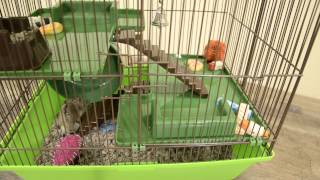 Animal House Cage