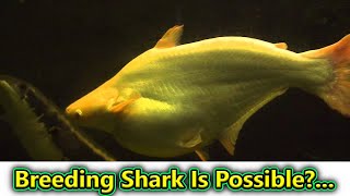 Can We Breed Shark At Home?... / Fish Aquarium Tamil