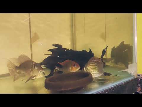Sveni Rio Parana Geophagus Breeding Pair ( NFS )