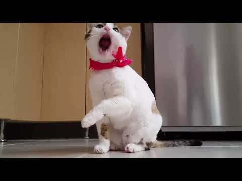 Funny cat video