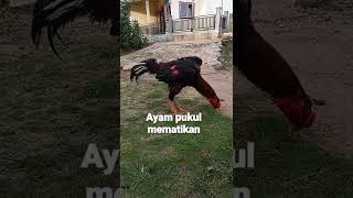 Download lagu AYAM BANGKOK PUKUL KAOO mp3 Download lagu AYAM BANGKOK PUKUL KAOO mp3