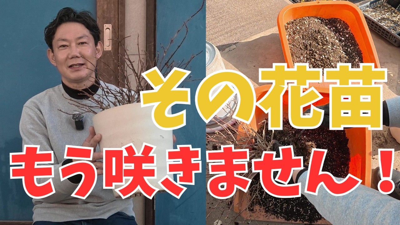 アジサイの植替え動画