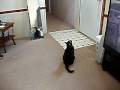 Swatting The Evil Dust Bunnies