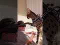 Serval Savannah Cat being trouble