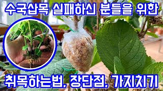 수국 번식의 끝판왕!! 수국 취목하는법!! 수국 삽목이 어려우시다면 취목을 해보세요. 수국취목 장단점. 가지…