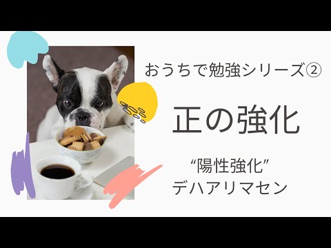 猫における正の強化