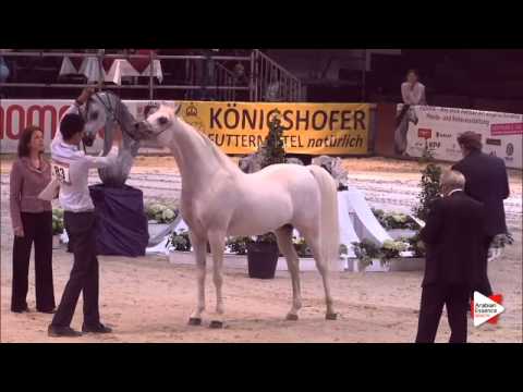 N.83 AL HAMBRA´S ROYAL - Wels 2015 - Stallions 7-10 years old (Class 13)