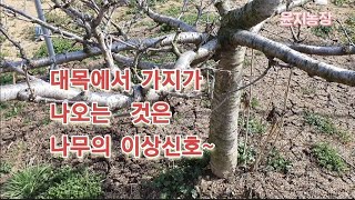체리나무 보식  , 체리나무 이상신호, 단과지 전정