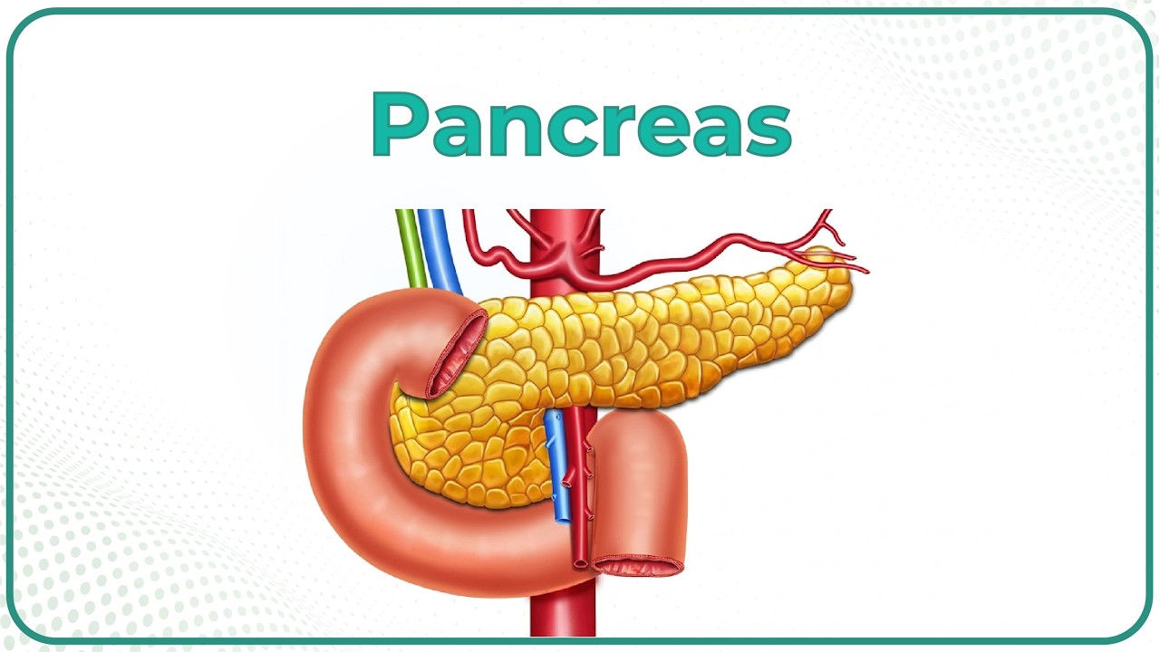 Anatomy Of The Pancreas Animation: Relations, Neurovascular supply, Venous and Lymphatic drainage
