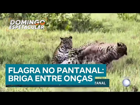 Registro raro mostra briga entre onças-pintadas no Pantanal