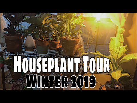 My Houseplant Tour | Winter 2019