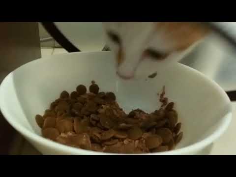 How cat eat with cone // ASMR TOO!