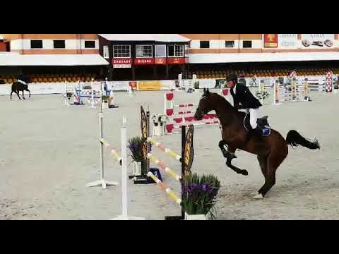 Larum (Biscayo x Corland) 2019/09/27 ZO-B Olsza - 125cm I SPRZEDANY / SOLD