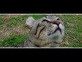 Alpine Lynx - Lynx Hybrid - Amazing Cat Video ´´The Best of Lynx Hybrid´´ Part One
