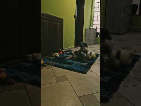 Havanese puppy for sale